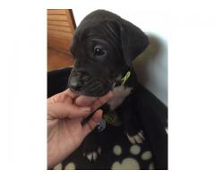Great Dane Puppies for Sale x 5