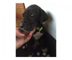 Great Dane Puppies for Sale x 5