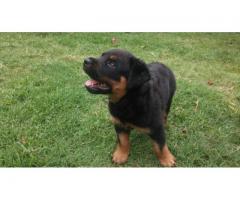 Purebred Rottweiler Puppy for sale