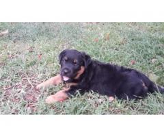 Purebred Rottweiler Puppy for sale