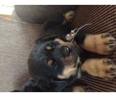 Adorable KUSA Registered Rottweiler Puppies for sale