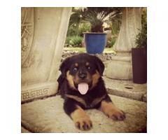 Adorable KUSA Registered Rottweiler Puppies for sale