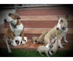 Bull terrier puppies for sale