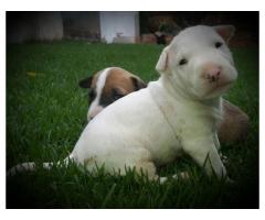 Bull terrier puppies for sale