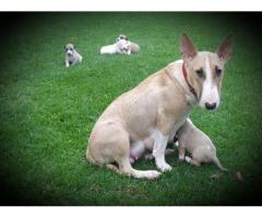 Bull terrier puppies for sale