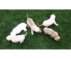 Bull terrier puppies for sale