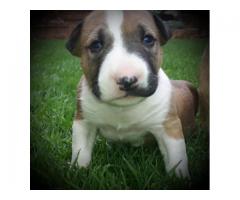 Bull terrier puppies for sale