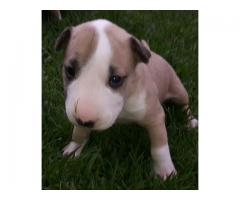 Bull terrier puppies for sale