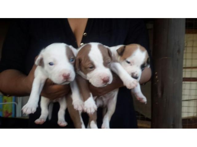 pitbulls for sale gauteng