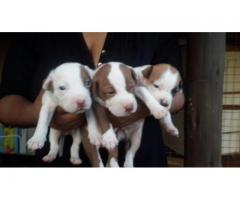 Pitbull pups for sale in Gauteng