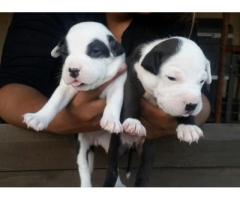 Pitbull pups for sale in Gauteng