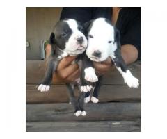 Pitbull pups for sale in Gauteng