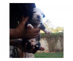 Pitbull pups for sale in Gauteng