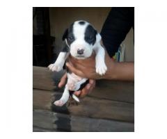 Pitbull pups for sale in Gauteng