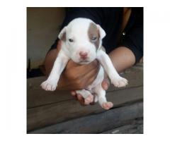 Pitbull pups for sale in Gauteng