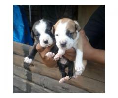 Pitbull pups for sale in Gauteng