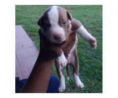 Pitbull pups for sale in Gauteng