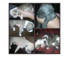 American Staffie puppies for sales in Centurion