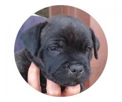 Staffie puppies for sale - KUSA Registered