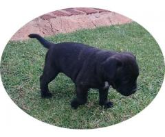 Staffie puppies for sale - KUSA Registered