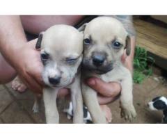 American Staffordshire Terrier (Staffie) puppies for sale