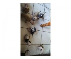 American Staffordshire Terrier (Staffie) puppies for sale