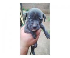 American Staffordshire Terrier (Staffie) puppies for sale