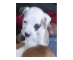 American Staffordshire Terrier (Staffie) puppies for sale