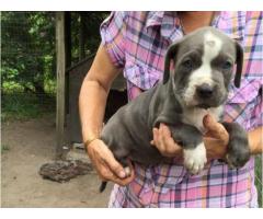 American Pit Bull Puppies for sale - Registered