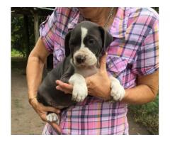 American Pit Bull Puppies for sale - Registered