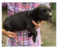 American Pit Bull Puppies for sale - Registered