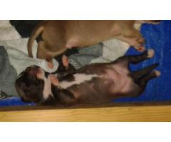 Pitbull X Boerboel puppies for sale