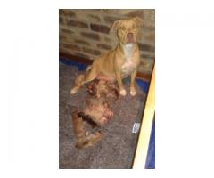 Pitbull X Boerboel puppies for sale