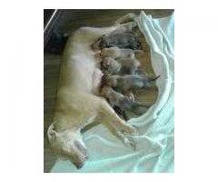 Pitbull X Boerboel puppies for sale