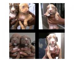 American pitbull puppies vaccinated and dewormed