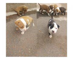 Pitbull puppies for sale in Durban