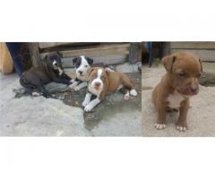 Pitbull puppies for sale in Durban