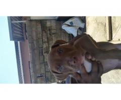 American pitbull puppies vaccinated and dewormed
