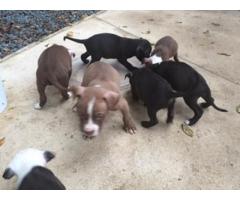 American Pit-Bull Terrier puppies for sale (Registered)