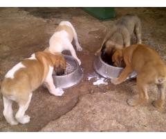 Pure bred boerboel puppies for sale