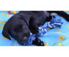 Pure bred black labrador retriever puppies for sale