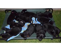 Pure bred black labrador retriever puppies for sale