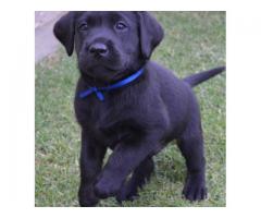 Pure bred black labrador retriever puppies for sale
