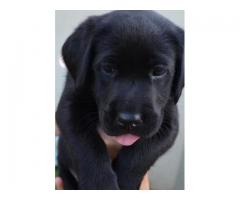 Pure bred black labrador retriever puppies for sale