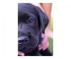 Pure bred black labrador retriever puppies for sale