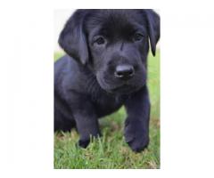 Pure bred black labrador retriever puppies for sale