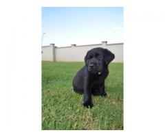 Pure bred black labrador retriever puppies for sale