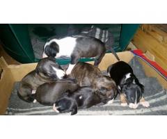 BULL TERRIER PUPPIES (ALL SOLD)