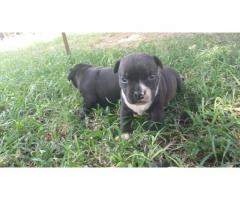 Staffordshire bull terrier puppies for sale (Staffy)
