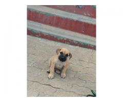 Pure bred boerboel puppies for sale